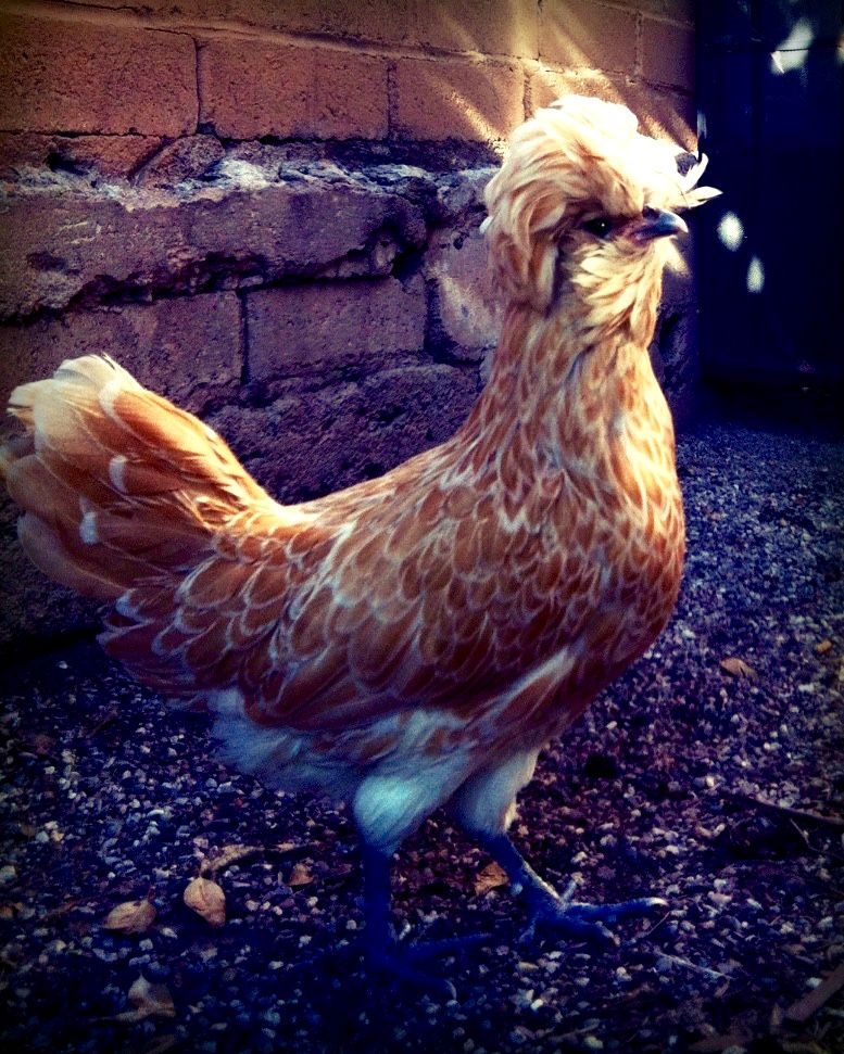 Readers show their chickens